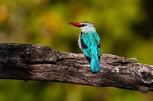 A woodland kingfisher with prey in its bill Chobe River-Chobe National Park-Kasane-Botswana Art Print